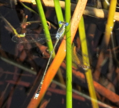 Lestes tridens