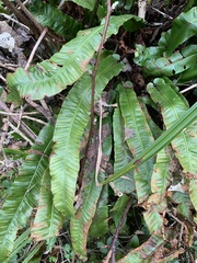 Asplenium scolopendrium