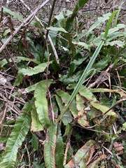 Asplenium scolopendrium