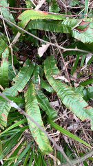 Asplenium scolopendrium