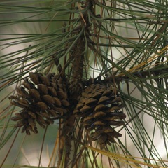 Pinus lawsonii