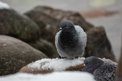 Columba livia domestica