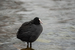 Fulica atra