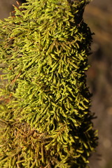 Pterigynandrum filiforme