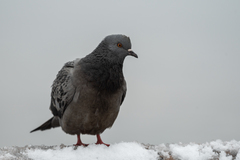 Columba livia domestica