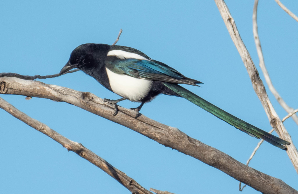 Black-Billed Magpie