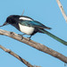 Black-billed Magpie - Photo (c) Christopher J. Earle, some rights reserved (CC BY-NC), uploaded by Christopher J. Earle