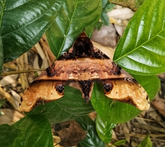 Amplypterus panopus