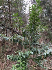 Prunus laurocerasus