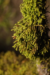 Pterigynandrum filiforme