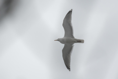 Larus argentatus
