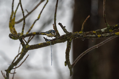 Cyanistes caeruleus