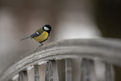 Parus major
