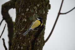 Parus major