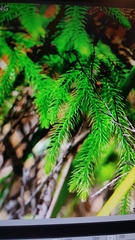 Phlegmariurus varius