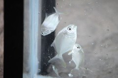 Trachinotus carolinus