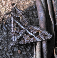 Haplolabida inaequata