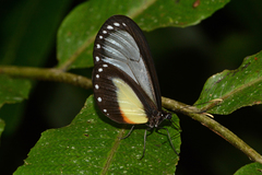 Hyalyris antea