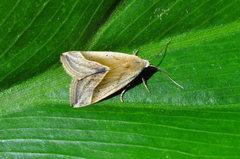 Micrathetis dasarada