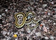 Thamnophis cyrtopsis cyrtopsis