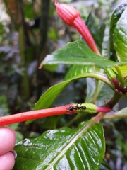 Neoponera aenescens