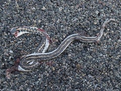Thamnophis cyrtopsis cyrtopsis