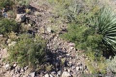 Thamnophis cyrtopsis cyrtopsis