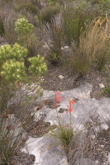 Watsonia fergusoniae