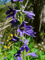Delphinium dubium