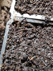 Gauropterus fulgidus