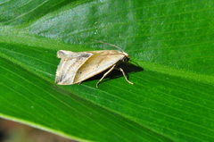 Micrathetis dasarada