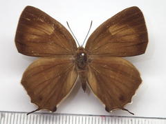 Favonius yuasai