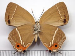 Favonius yuasai