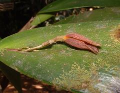 Johnstonella echinosepala