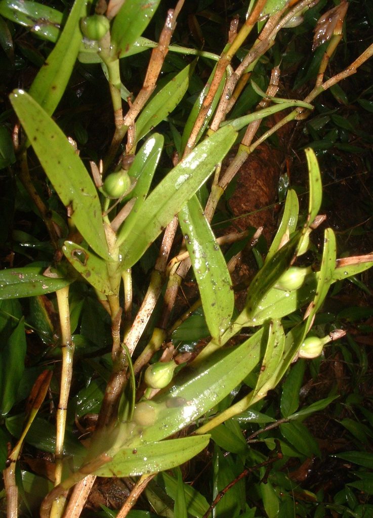 Epidendrum vulcanicola A.H.Heller 3