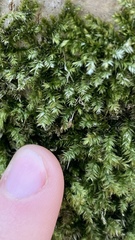 Campyliadelphus
