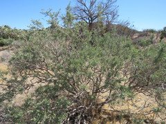 Psorothamnus fremontii