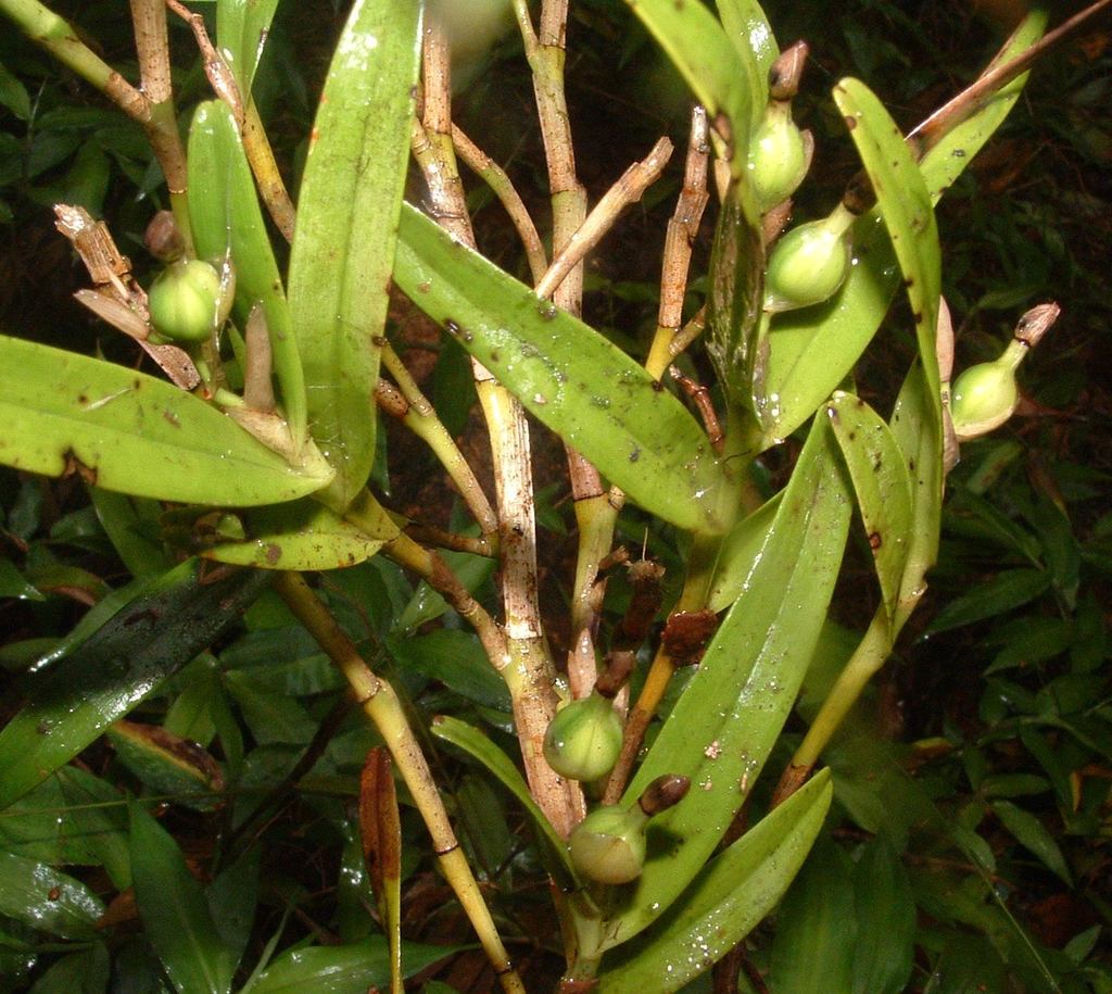 Epidendrum vulcanicola A.H.Heller