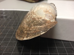 Potamilus ohiensis