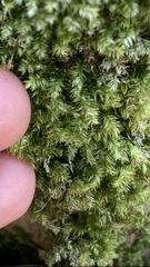 Campyliadelphus