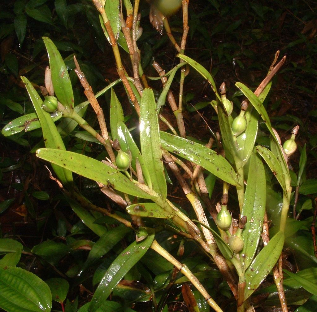 Epidendrum vulcanicola A.H.Heller 2