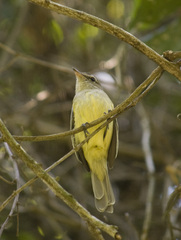 Myiopagis viridicata