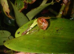 Pleurothallis cardiothallis