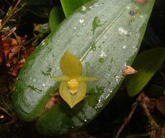 Pleurothallis cardiothallis
