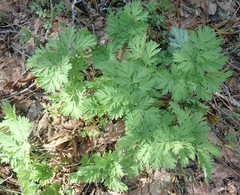 Dicentra formosa