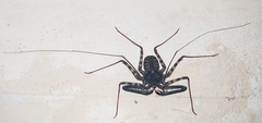 Phrynichidae
