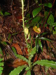 Beloglottis
