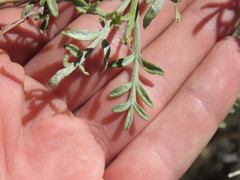 Psorothamnus fremontii