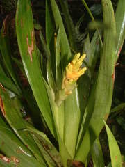 Guzmania donnell-smithii