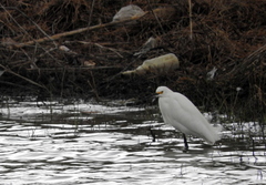 Egretta thula